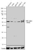 Anti-ROR alpha antibody used in Western Blot (WB). GTX79267