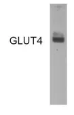 Anti-GLUT4 antibody used in Western Blot (WB). GTX79317
