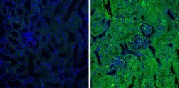 Anti-Serine Protease Inhibitor 2A (Spi2A) antibody [MoFo 29.2] used in IHC (Paraffin sections) (IHC-P). GTX79365