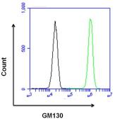 Anti-GM130 antibody used in Flow cytometry (FACS). GTX79420
