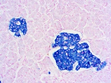 Anti-Synaptophysin antibody [SP11] used in IHC (Paraffin sections) (IHC-P). GTX79421