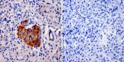 Anti-AKAP9 antibody [17G10] used in IHC (Paraffin sections) (IHC-P). GTX79473