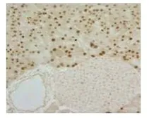 Anti-Mist1 antibody [6E8/A12/C11P1] used in IHC (Paraffin sections) (IHC-P). GTX79479