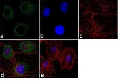 Anti-PSMD2 antibody used in Immunocytochemistry/ Immunofluorescence (ICC/IF). GTX79499