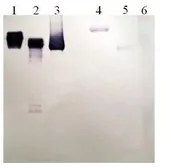 Anti-Plasminogen antibody [9F9-C4] used in Western Blot (WB). GTX79688