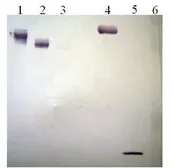 Anti-Plasminogen antibody [2F6-C6] used in Western Blot (WB). GTX79691