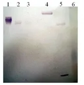Anti-Plasminogen antibody [1C10-F2] used in Western Blot (WB). GTX79692