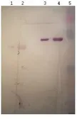 Anti-BSA antibody [12C8-D4] used in Western Blot (WB). GTX79813