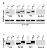 Anti-gamma Tubulin antibody [TU-32] used in Western Blot (WB). GTX79860