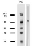 Anti-beta Tubulin antibody [TU-13] used in Western Blot (WB). GTX79865