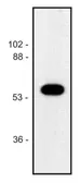 Anti-alpha Tubulin antibody [TU-02] used in Western Blot (WB). GTX79869