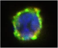 Anti-ENPP3 antibody [NP4D6] (PE) used in Immunocytochemistry/ Immunofluorescence (ICC/IF). GTX79908