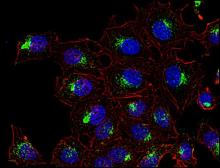 Anti-CD63 antibody [MEM-259] (PerCP) used in Immunocytochemistry/ Immunofluorescence (ICC/IF). GTX79964