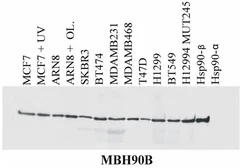 Anti-Hsp90 beta antibody [MBH90B] used in Western Blot (WB). GTX80036