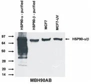 Anti-Hsp90 antibody [MBH90AB] used in Western Blot (WB). GTX80037