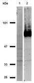 Anti-CD44 antibody [IM7] used in Western Blot (WB). GTX80086