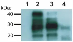 Anti-Prion Protein (PrP) antibody [EM-20] used in Western Blot (WB). GTX80160