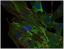 Anti-AHNAK antibody [EM-09] used in Immunocytochemistry/ Immunofluorescence (ICC/IF). GTX80164