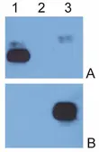 Mouse Anti-Human IgG (Fc) antibody [EM-07]. GTX80165