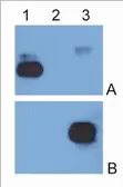 Mouse Anti-Human IgG (Fc) antibody [EM-07] (FITC). GTX80166