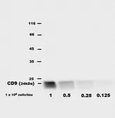 Anti-CD9 antibody [EM-04] used in Western Blot (WB). GTX80172