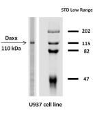 Anti-Daxx antibody [DAXX-03] used in Western Blot (WB). GTX80185
