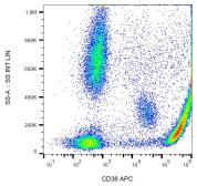 Anti-CD36 antibody [CB38 (NL07)] (APC) used in Flow cytometry (FACS). GTX80200-07