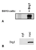 Anti-BRG1 antibody [BRG-01] used in Western Blot (WB). GTX80217