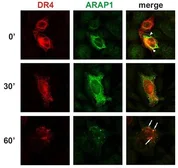 Anti-ARAP1 antibody [ARAP1-2] used in Immunocytochemistry/ Immunofluorescence (ICC/IF). GTX80235