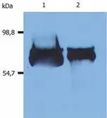 Anti-Albumin antibody [AL-01] (Biotin) used in Western Blot (WB). GTX80238