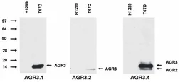 Anti-AGR3 antibody [AGR3.2] used in Western Blot (WB). GTX80240
