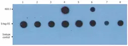 Anti-PKA C alpha antibody [6D2.1] used in Dot blot (Dot). GTX80257