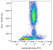 Mouse Anti-Human lambda light chain antibody [4C2] (FITC). GTX80279