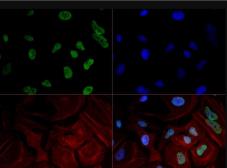 Anti-RPB1 antibody [4H8] used in Immunocytochemistry/ Immunofluorescence (ICC/IF). GTX80341