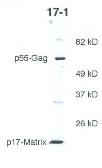Anti-HIV1 P17 Gag antibody [17-1] used in Western Blot (WB). GTX80390
