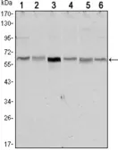 Anti-LKB1 antibody [4H12] used in Western Blot (WB). GTX80401