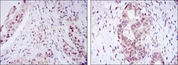 Anti-NAC1 antibody [6H2] used in IHC (Paraffin sections) (IHC-P). GTX80403