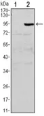 Anti-OPG antibody [5A11] used in Western Blot (WB). GTX80404