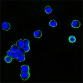 Mouse Anti-human IgG (Fc) antibody [4A10]. GTX80417