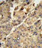 Anti-Xanthine Oxidase antibody, N-term used in IHC (Paraffin sections) (IHC-P). GTX80444