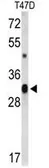 Anti-CD47 antibody, C-term used in Western Blot (WB). GTX80538