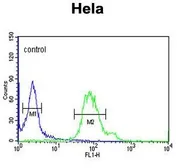 Anti-GABARAPL1 antibody used in Flow cytometry (FCM). GTX80541