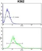 Anti-ULK1 antibody used in Flow cytometry (FCM). GTX80551