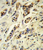 Anti-IL10 antibody, Internal used in IHC (Paraffin sections) (IHC-P). GTX80555