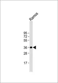 Anti-BOB1 antibody, N-term used in Western Blot (WB). GTX80565