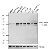 Anti-beta Catenin antibody [9F2] used in Western Blot (WB). GTX80686