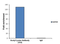 Anti-Acetyl Lysine antibody [1C6] used in ChIP assay (ChIP assay). GTX80693
