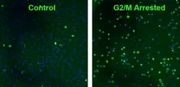 Anti-Histone H2A.XS139ph (phospho Ser139) antibody [3F2] used in Immunocytochemistry/ Immunofluorescence (ICC/IF). GTX80694
