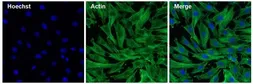 Anti-Actin antibody [mAbGEa] used in Immunocytochemistry/ Immunofluorescence (ICC/IF). GTX80809