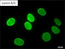 Anti-Lamin A + C antibody [mab636] used in Immunocytochemistry/ Immunofluorescence (ICC/IF). GTX80813